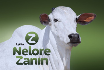 LEILÃO NELORE ZANIN